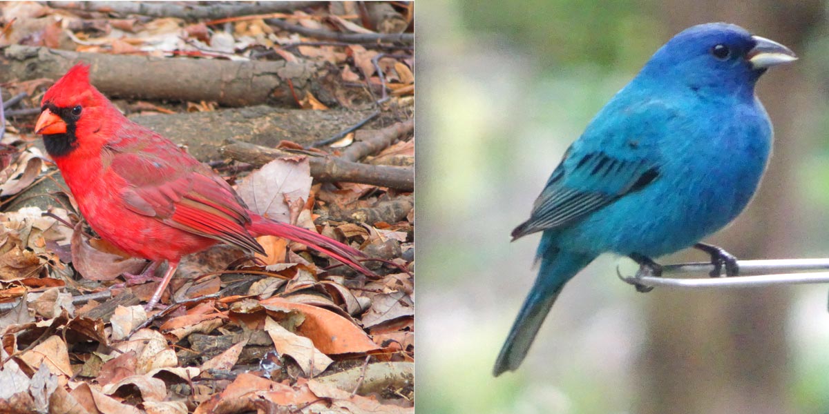 Northern-cardinal and Indigo-bunting photograph