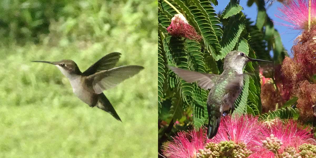 Ruby-throated and Calypse-anna photograph