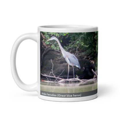 Ardea herodias (Great blue heron)