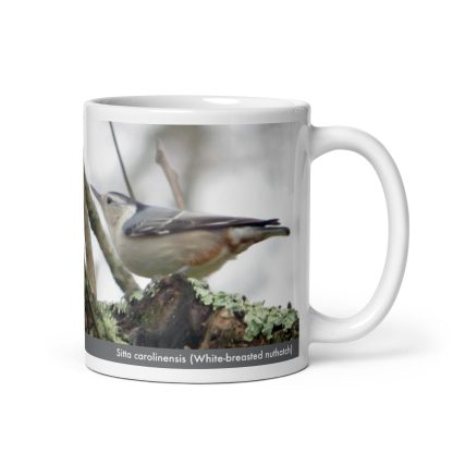 Sitta carolinensis (White-breasted nuthatch) mug - Image 2