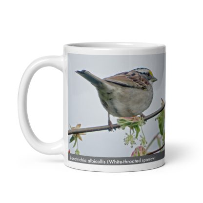 Zonotrichia albicollis (White-throated sparrow) mug